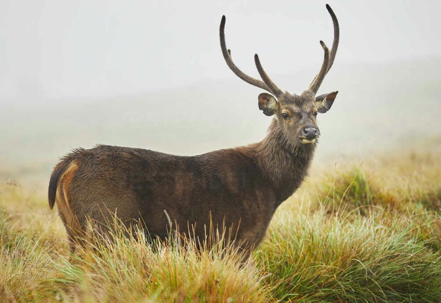 Wildlife